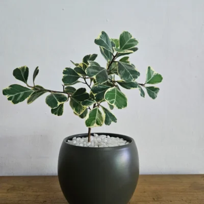 ficus triangulis