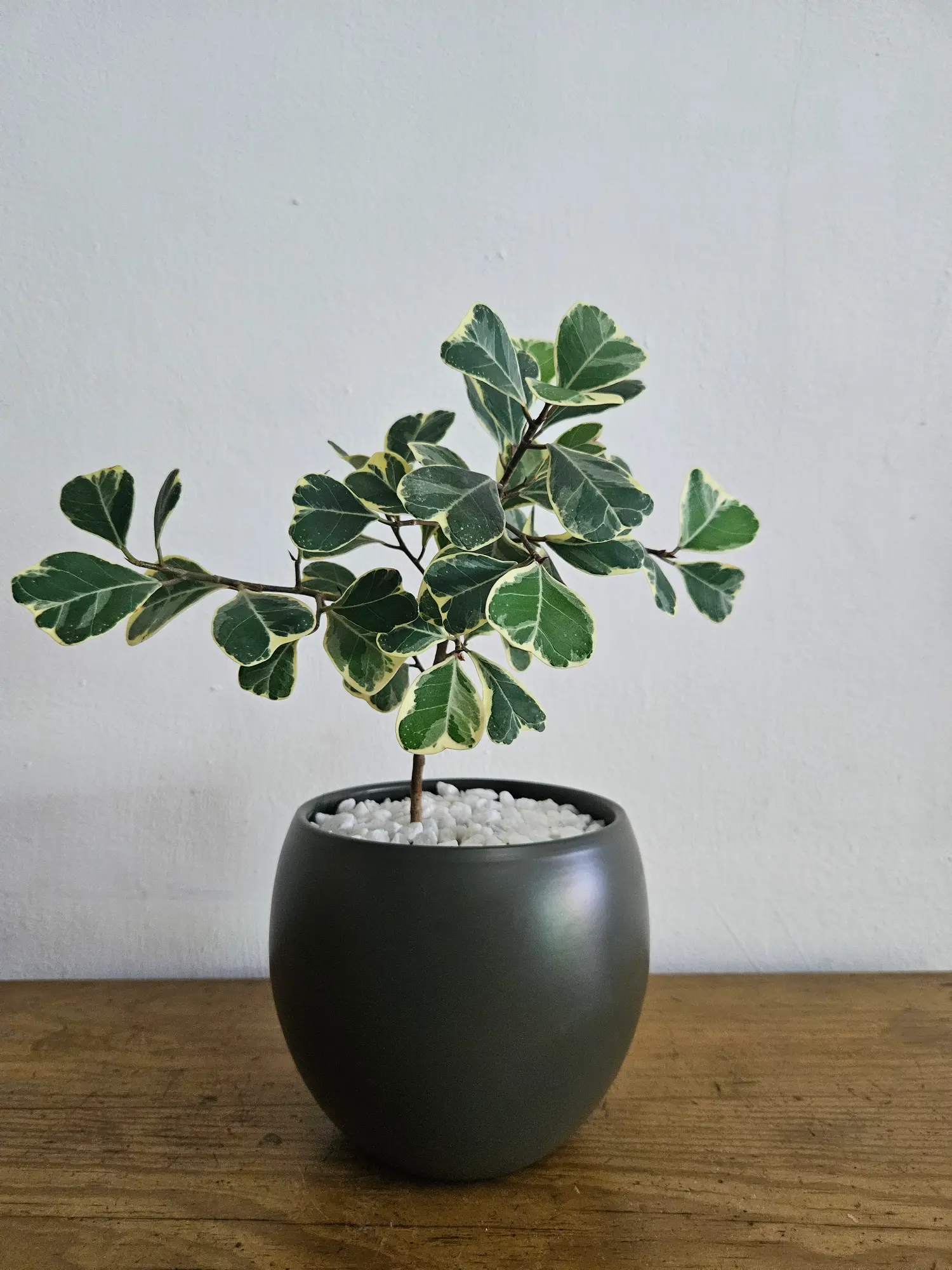 ficus triangulis