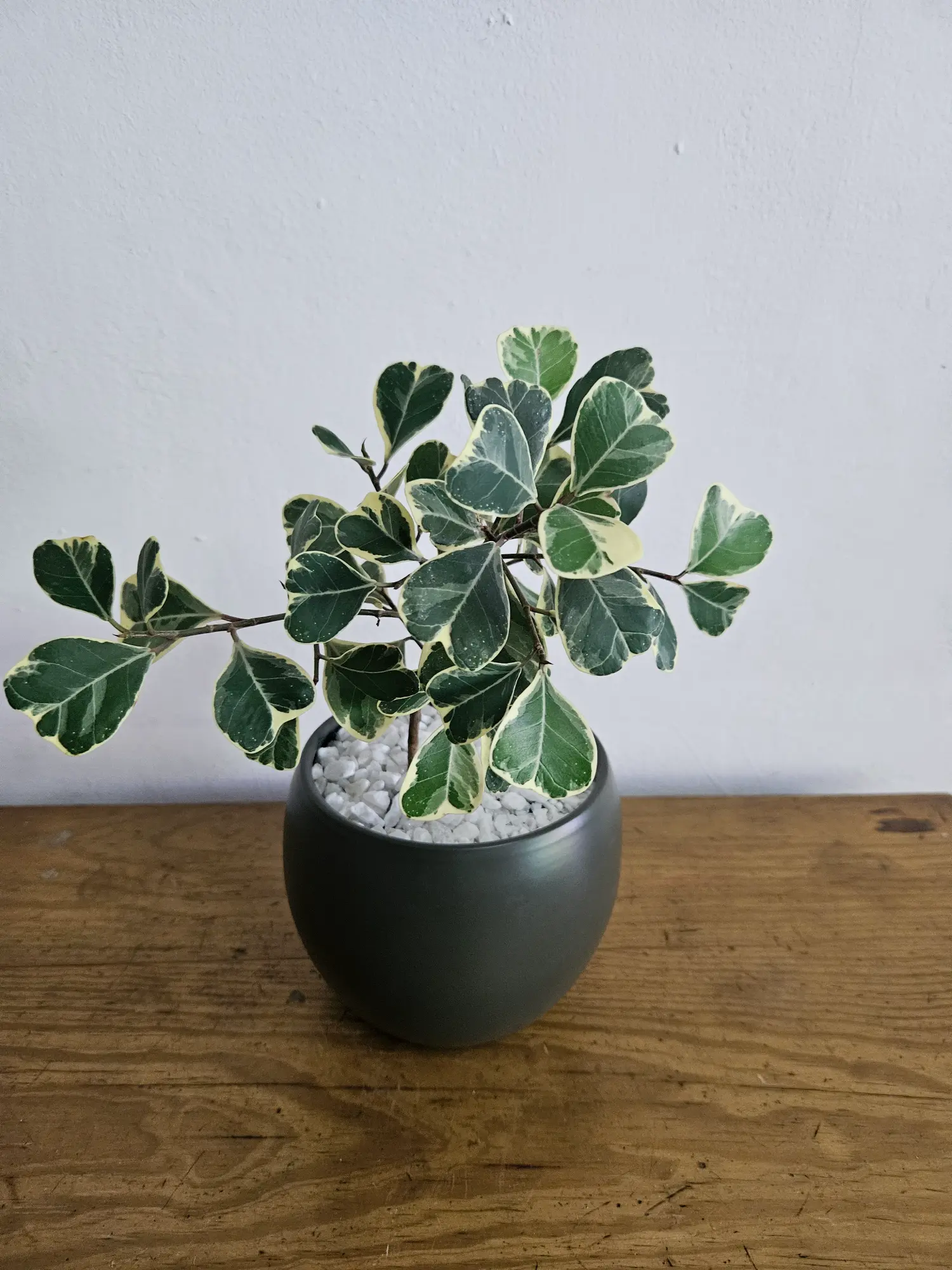 Ficus Sweetheart - Imagen 2