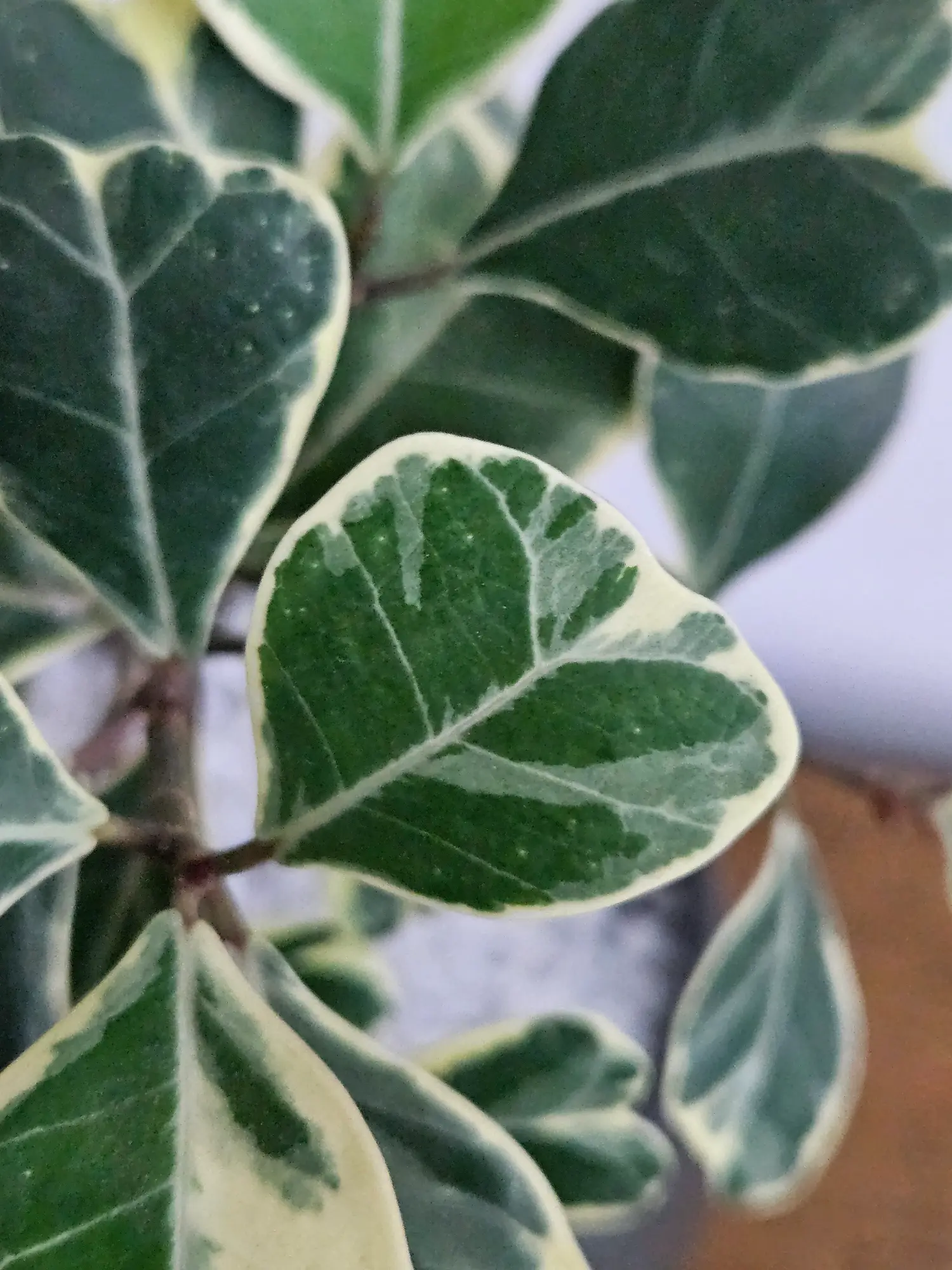 Ficus Sweetheart - Imagen 3