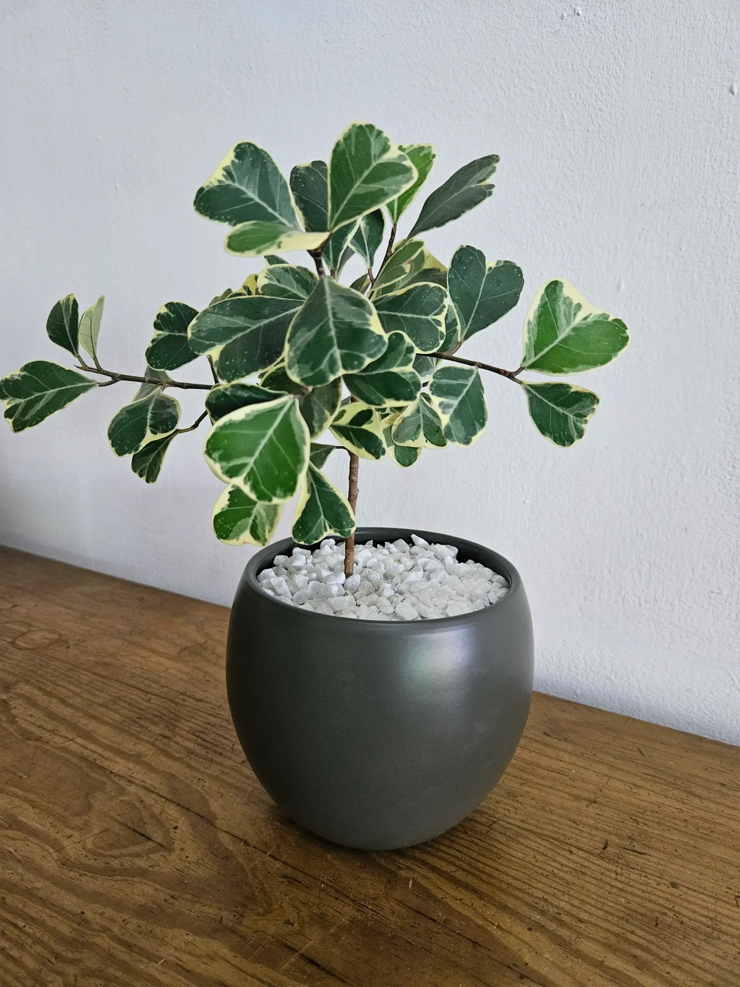 Ficus Sweetheart - Imagen 4