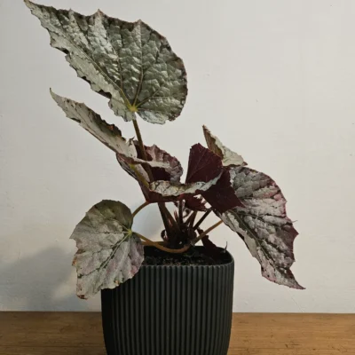 Planta Begonia rex