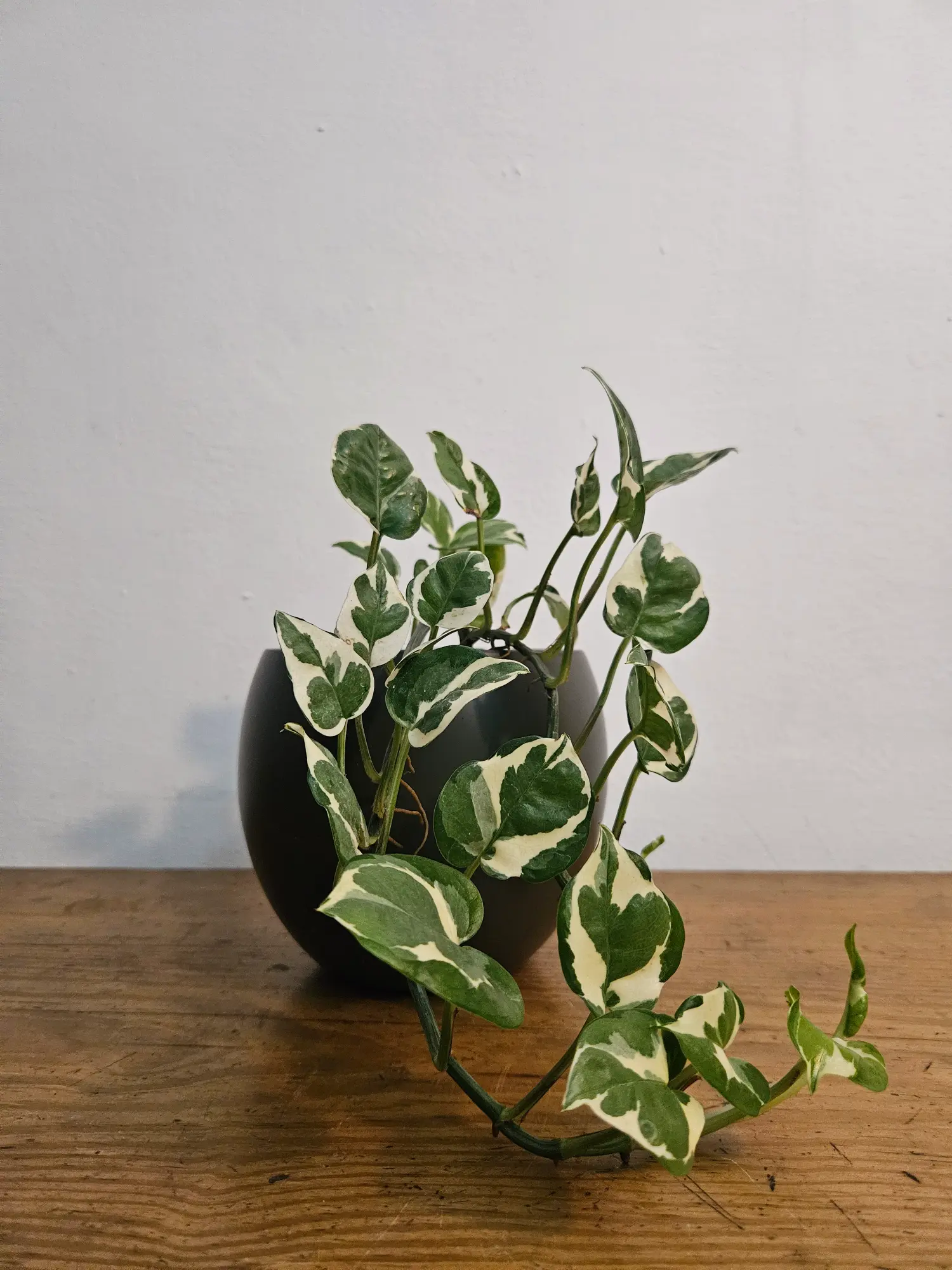 planta epipremnum