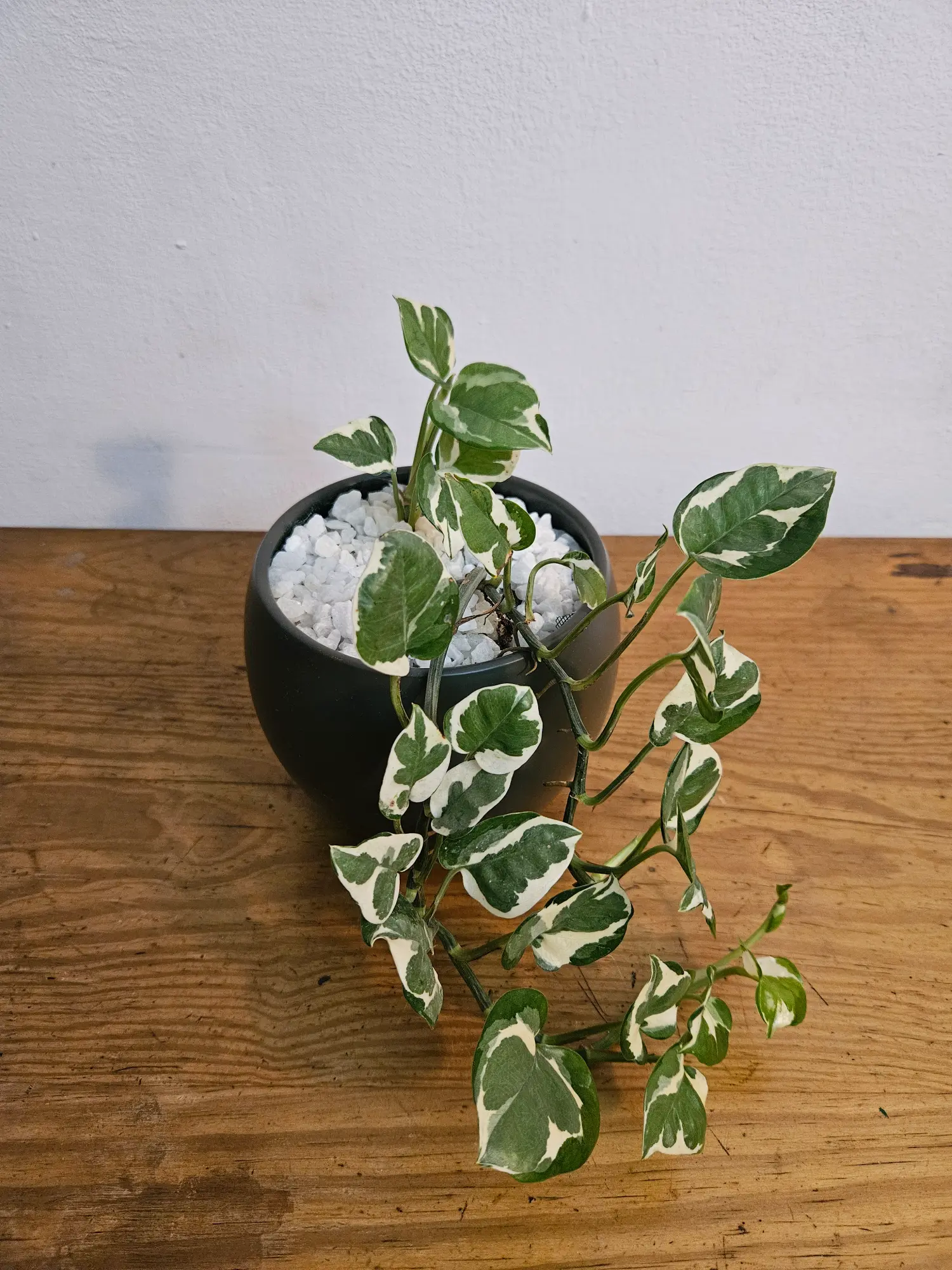 Pothos 'n'joy' - Imagen 2