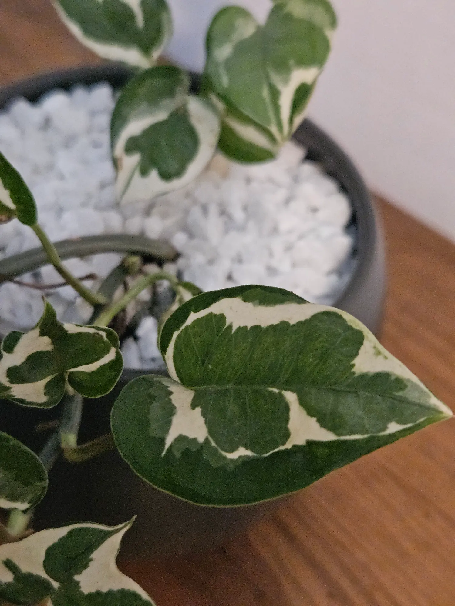 Pothos 'n'joy' - Imagen 3