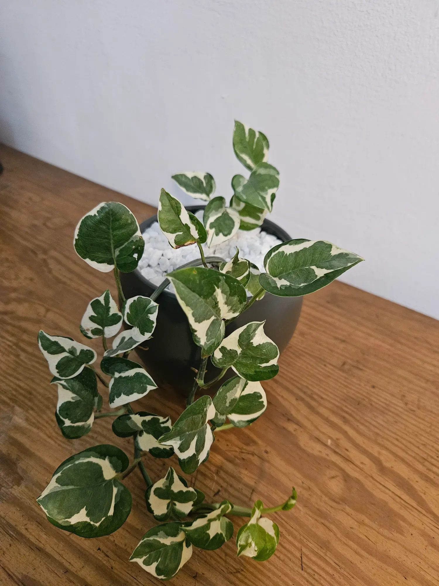 Pothos 'n'joy' - Imagen 4