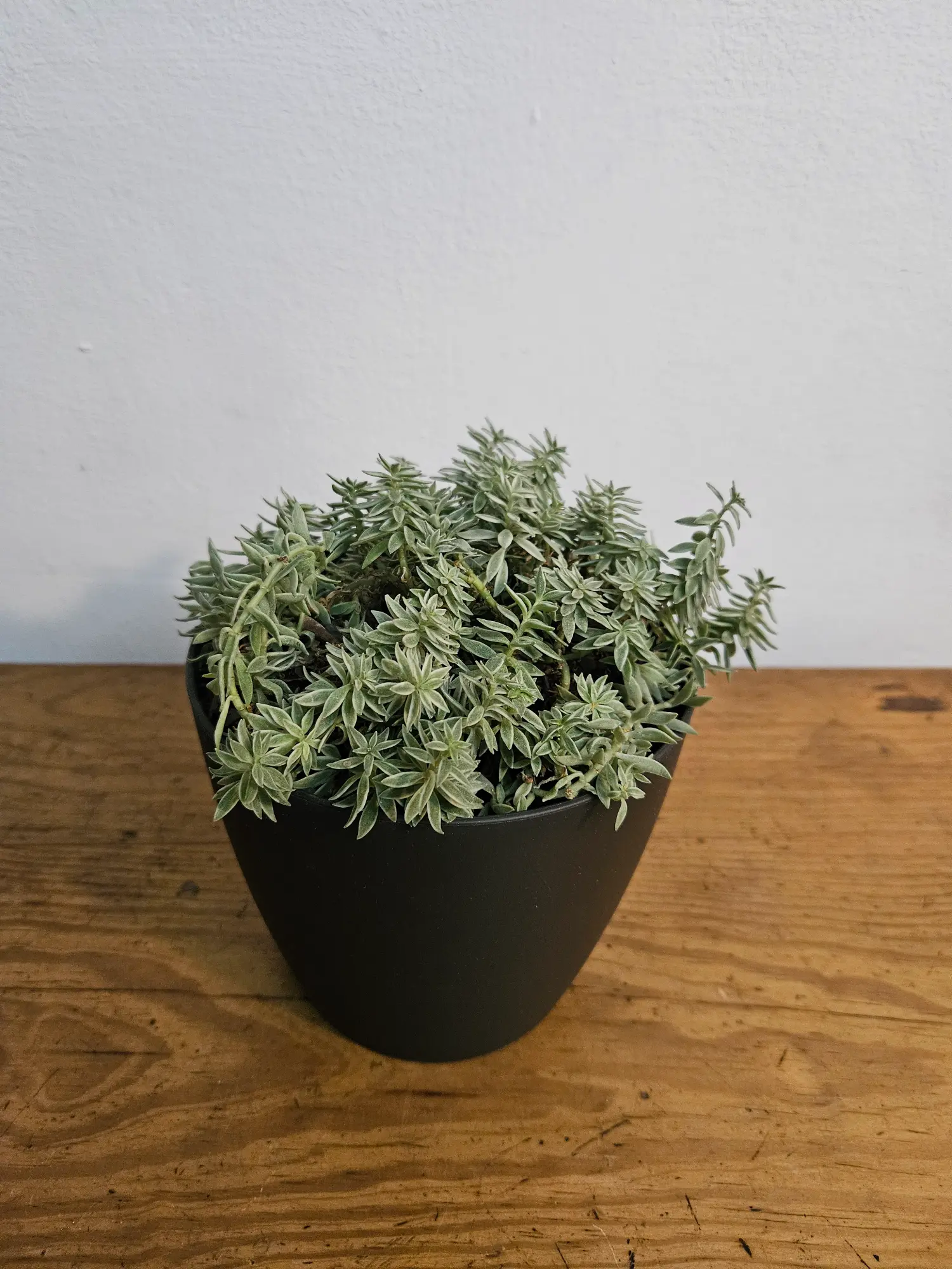 Sedum alfombra - Imagen 2
