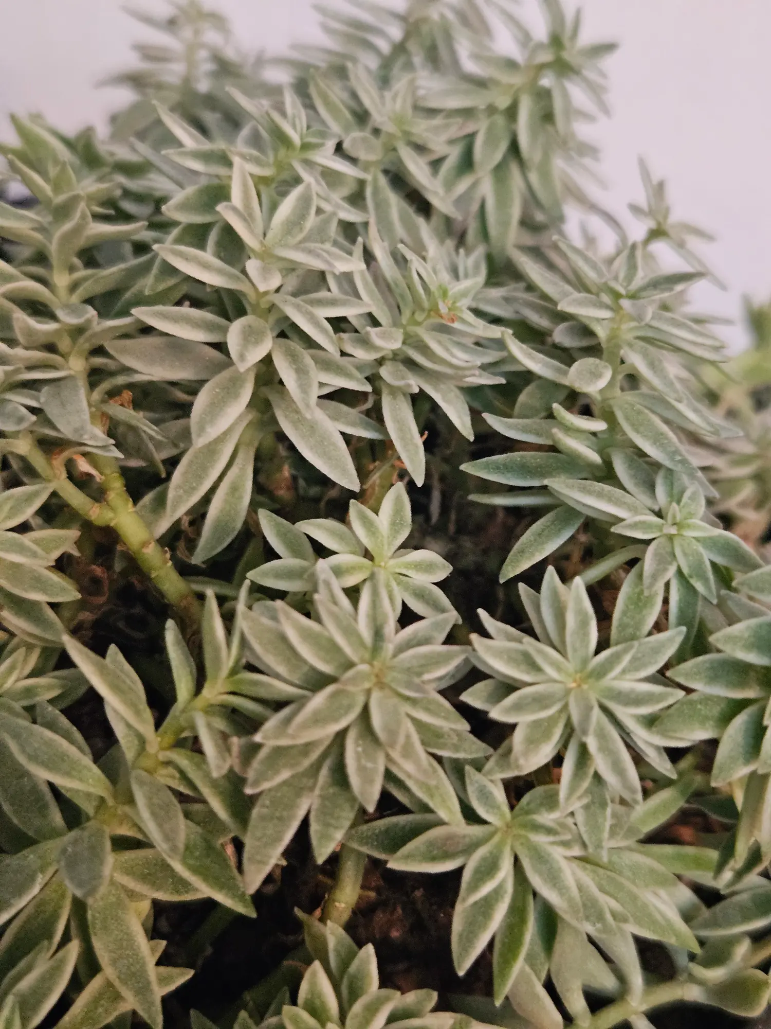 Sedum alfombra - Imagen 4