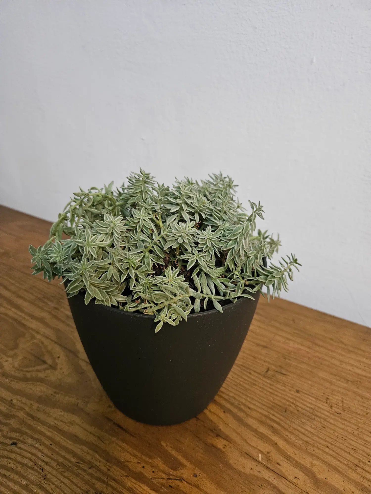 Sedum alfombra - Imagen 3