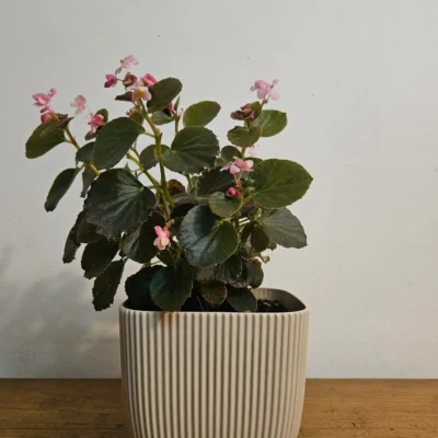 planta begonia de flor