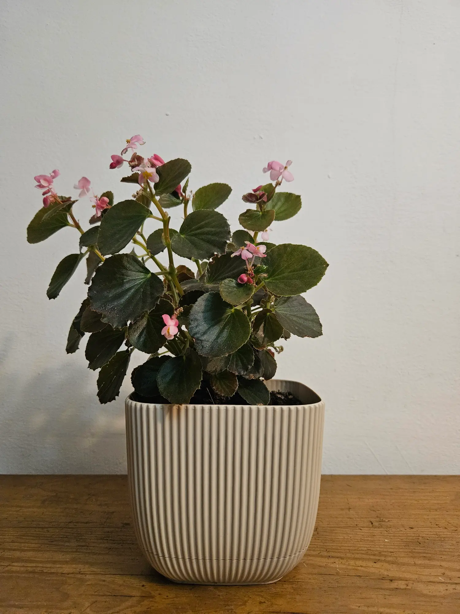 planta begonia de flor