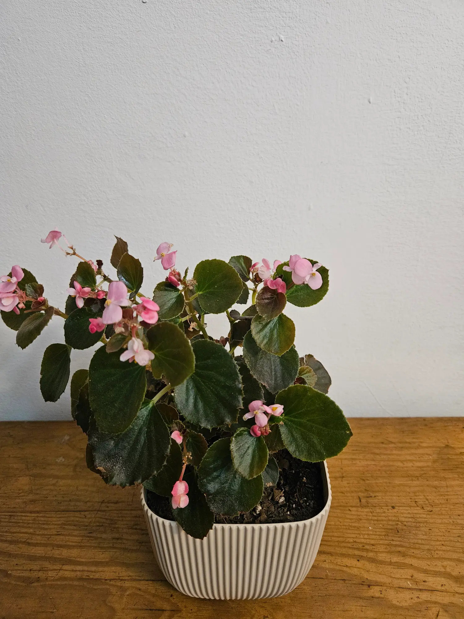 Begonia - Imagen 2