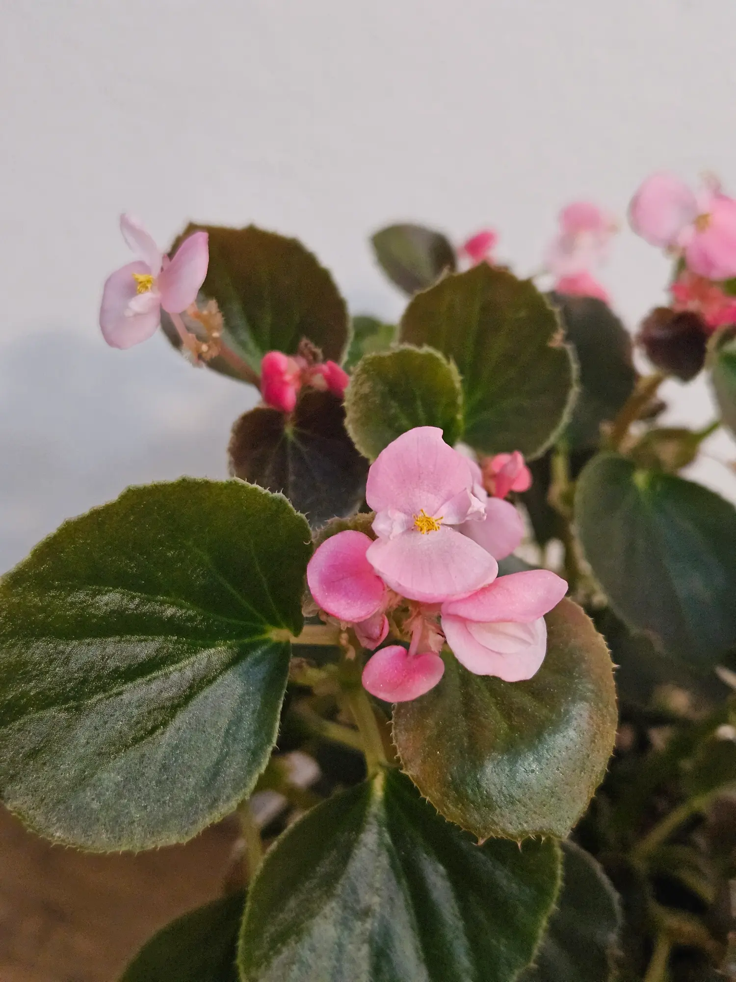 Begonia - Imagen 3