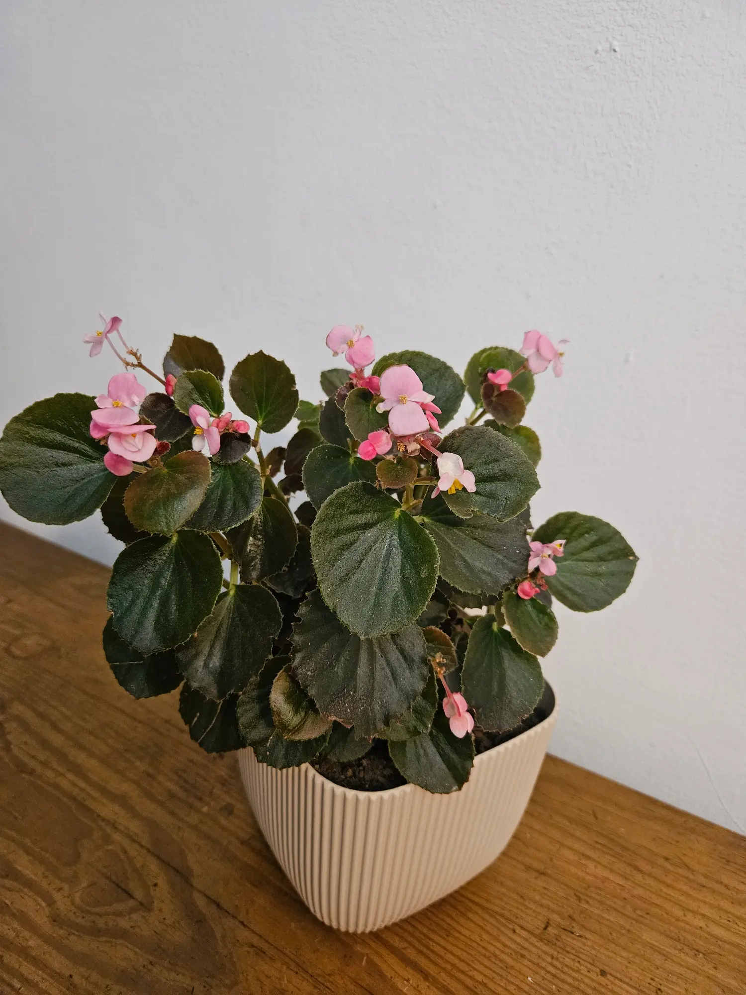 Begonia - Imagen 4