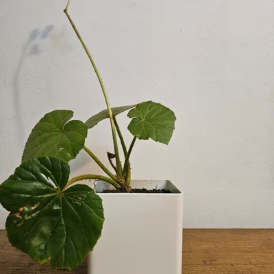 begonia
