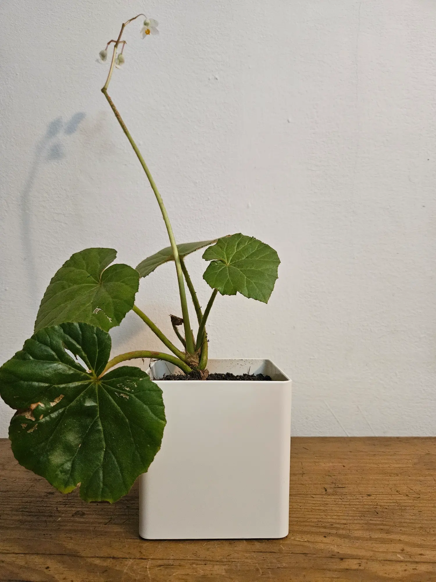 begonia