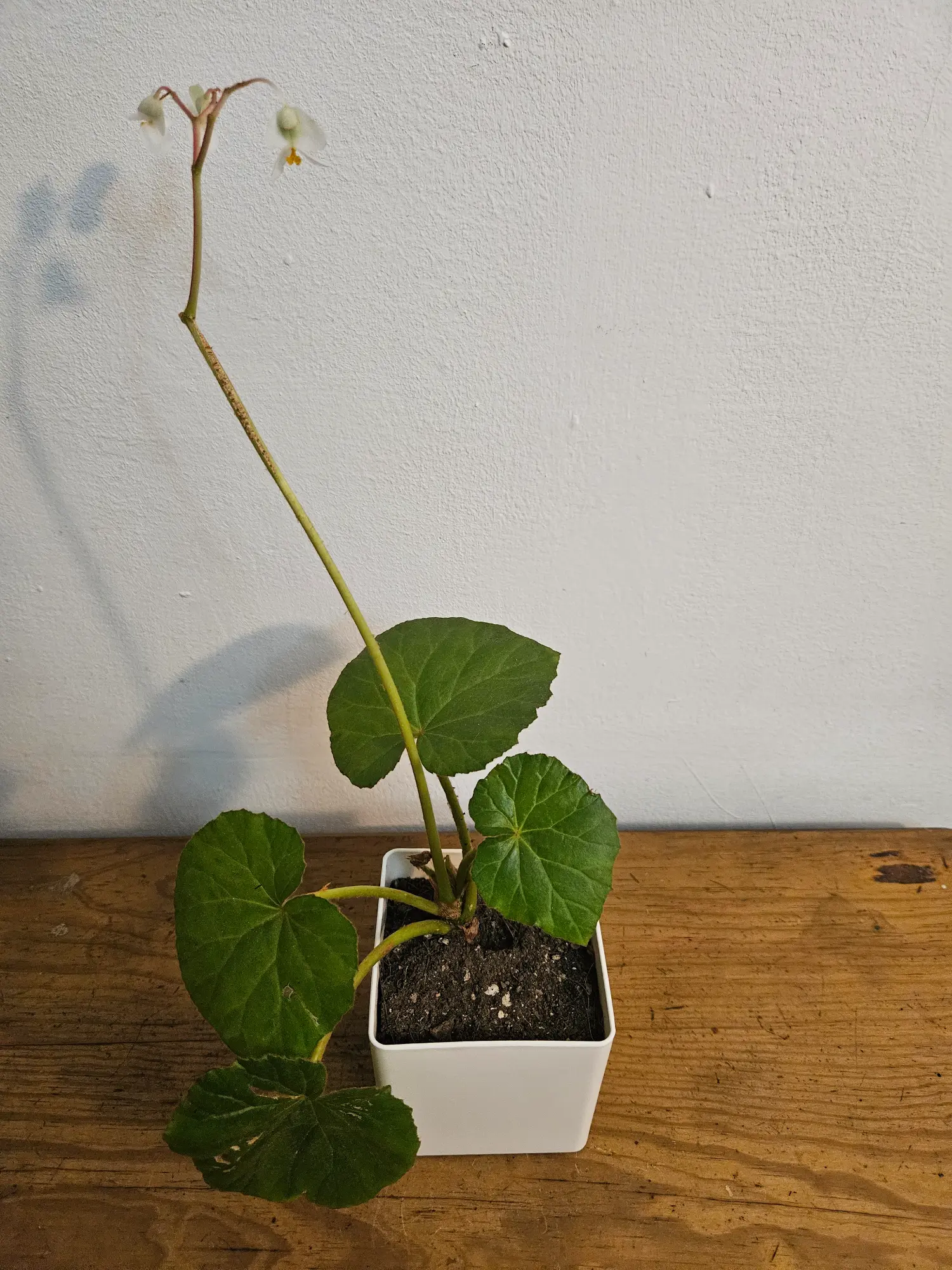 Begonia - Imagen 2