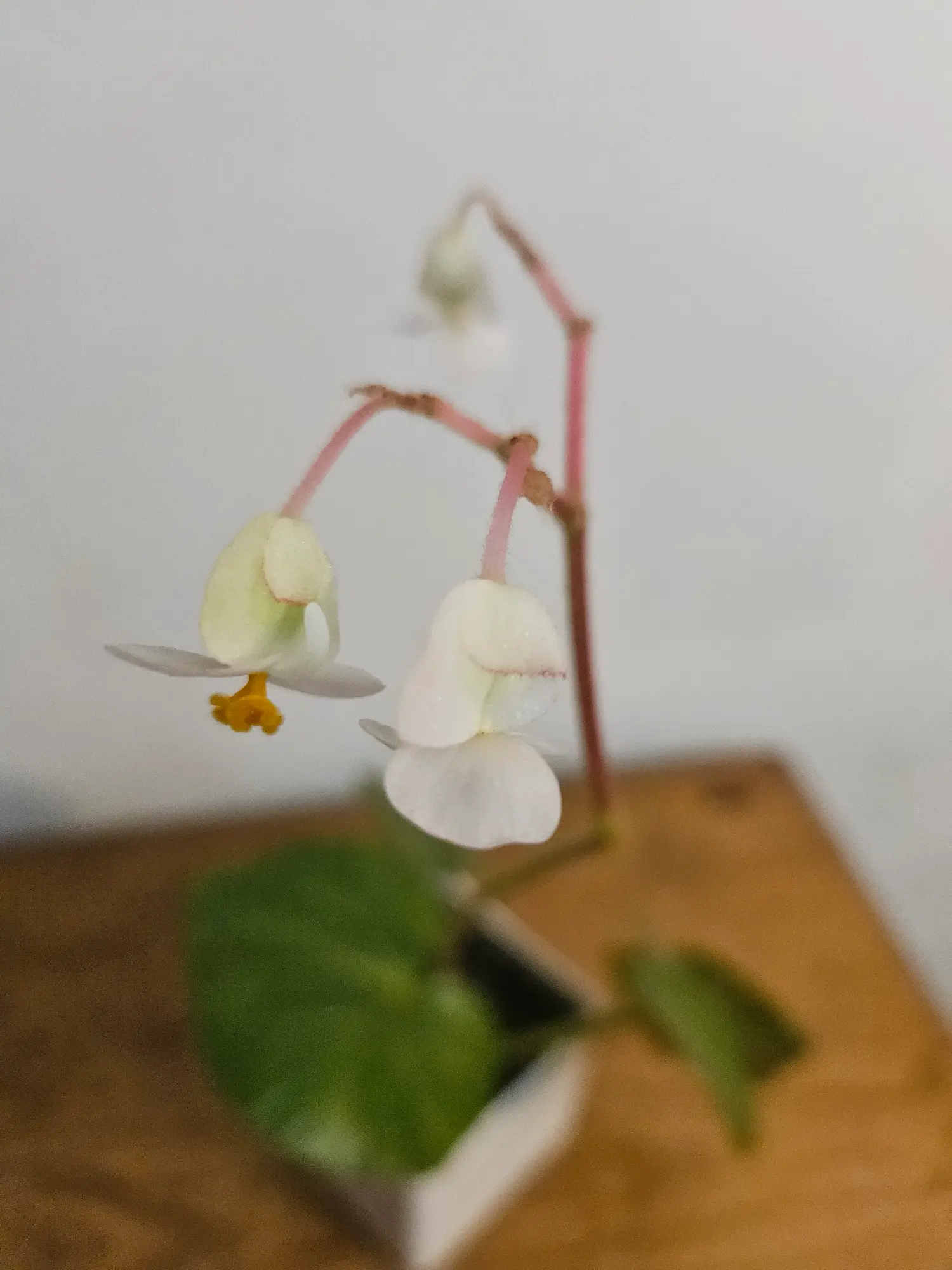 Begonia - Imagen 3