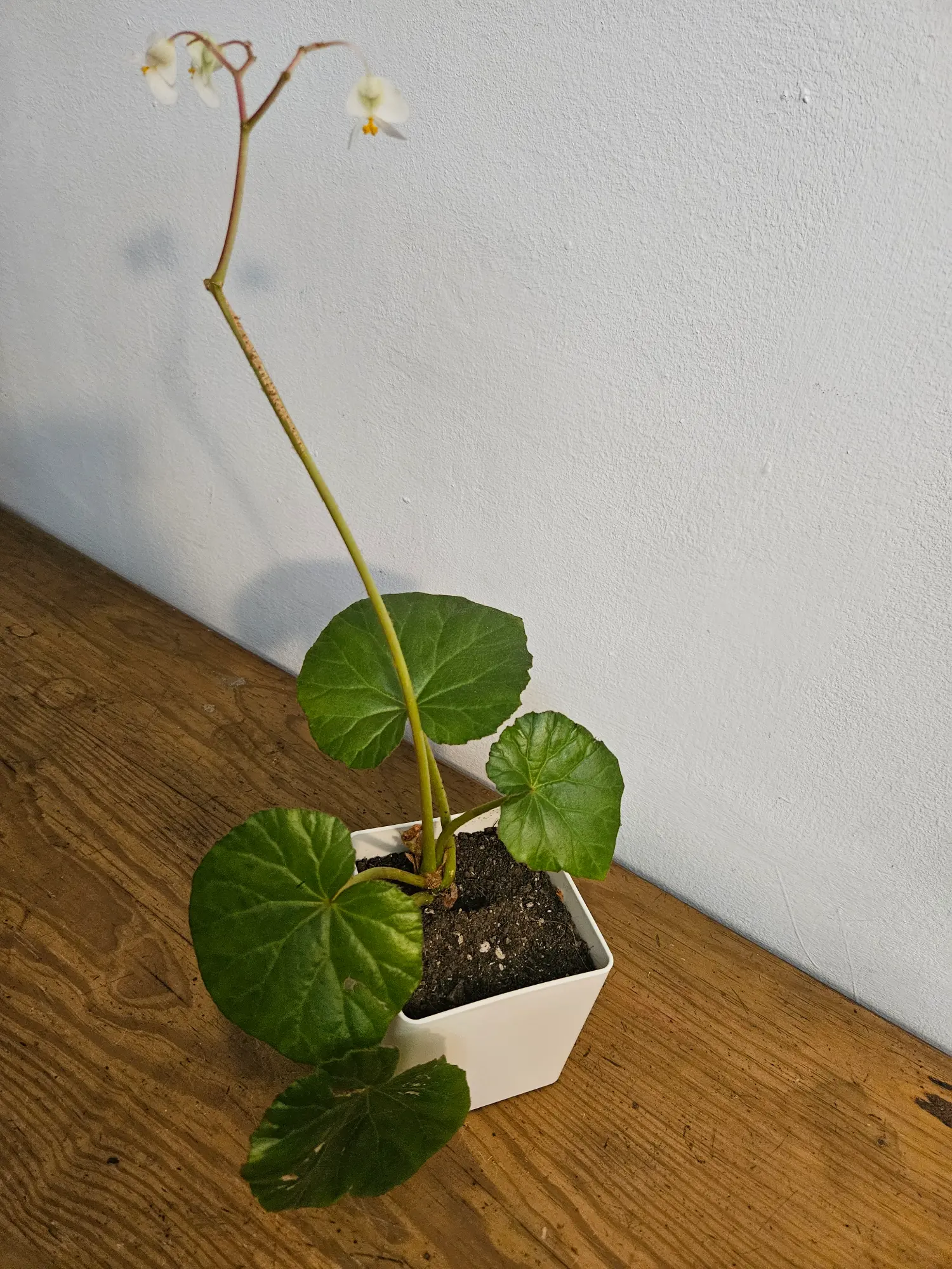 Begonia - Imagen 4
