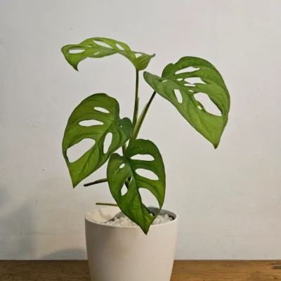 pothos