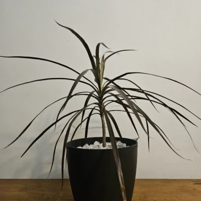 Dracaena