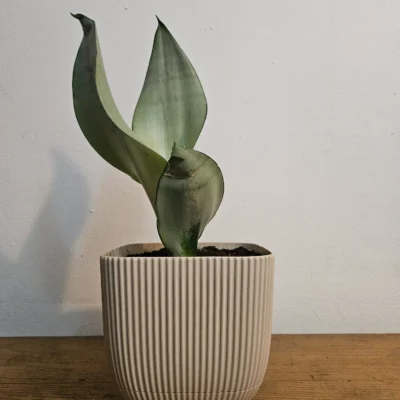 sansevieria