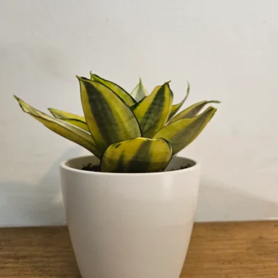 Planta sansevieria mini