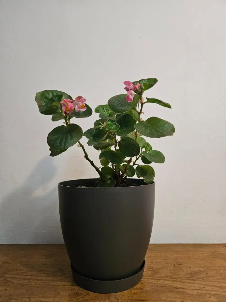 Begonia Flor