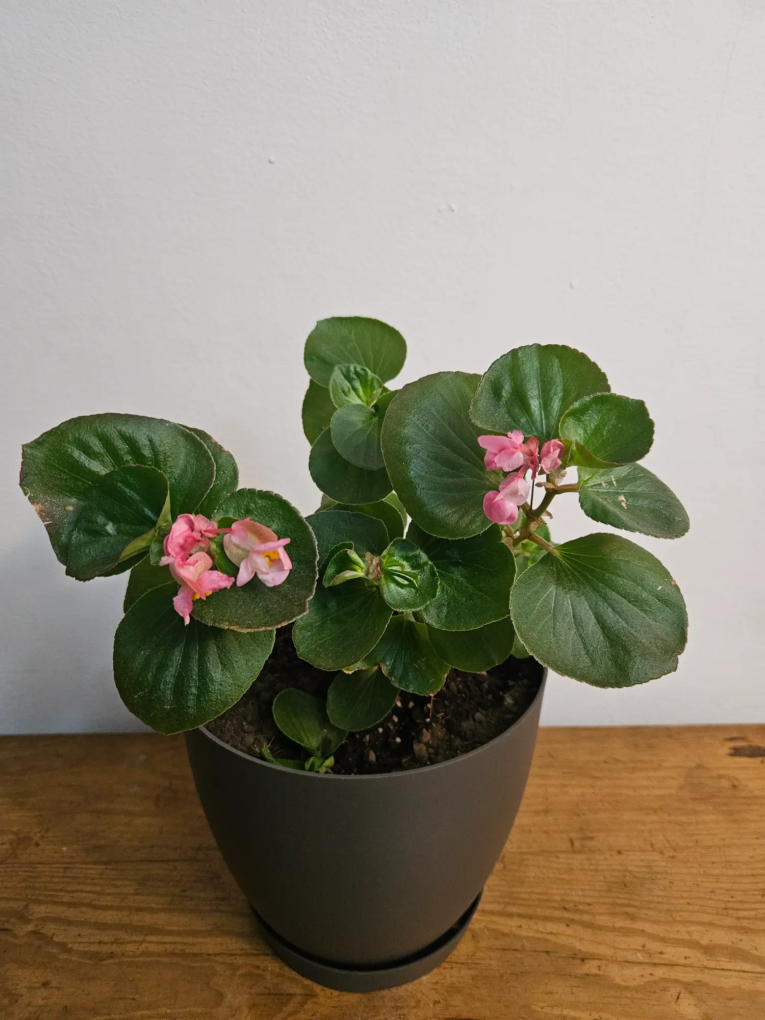 Begonia - Imagen 4