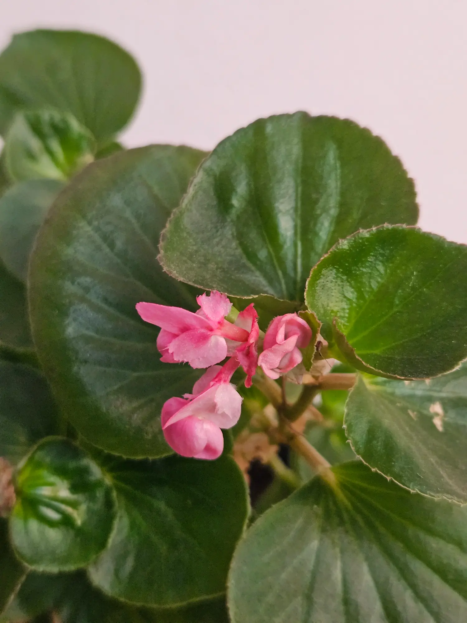Begonia - Imagen 2