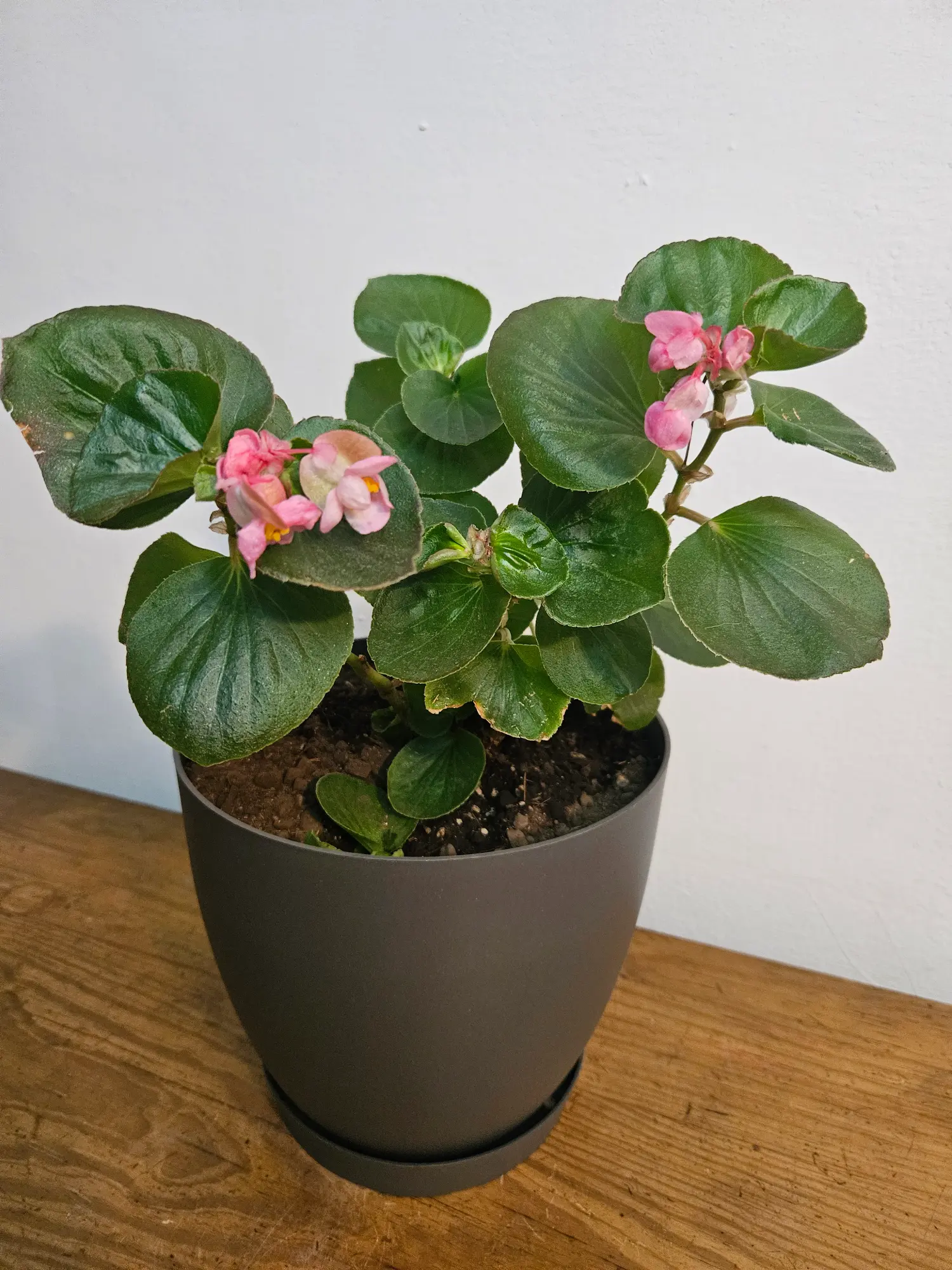 Begonia - Imagen 3