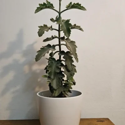 Kalanchoe oreja de elefante