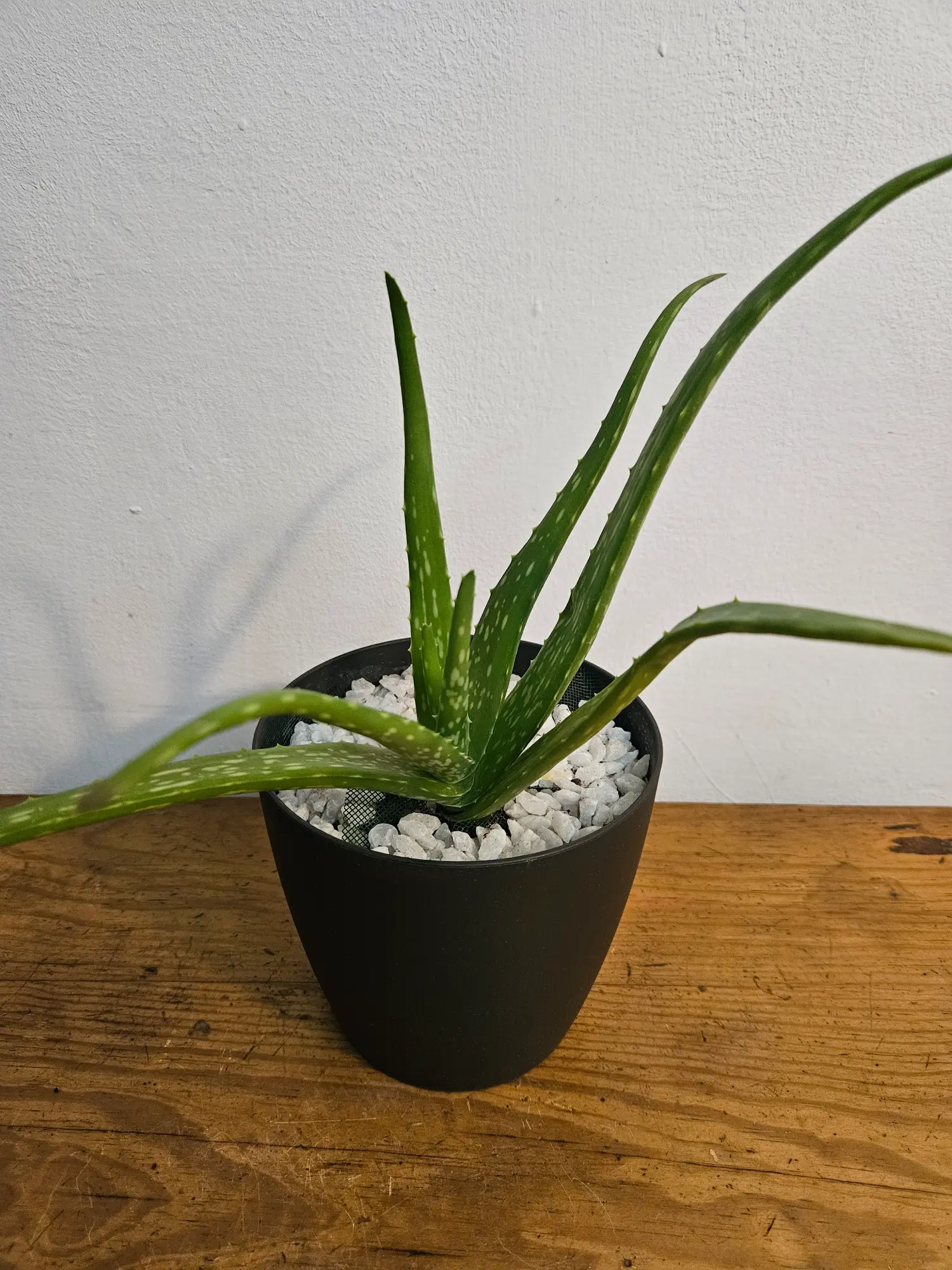 Aloe Vera - Imagen 2