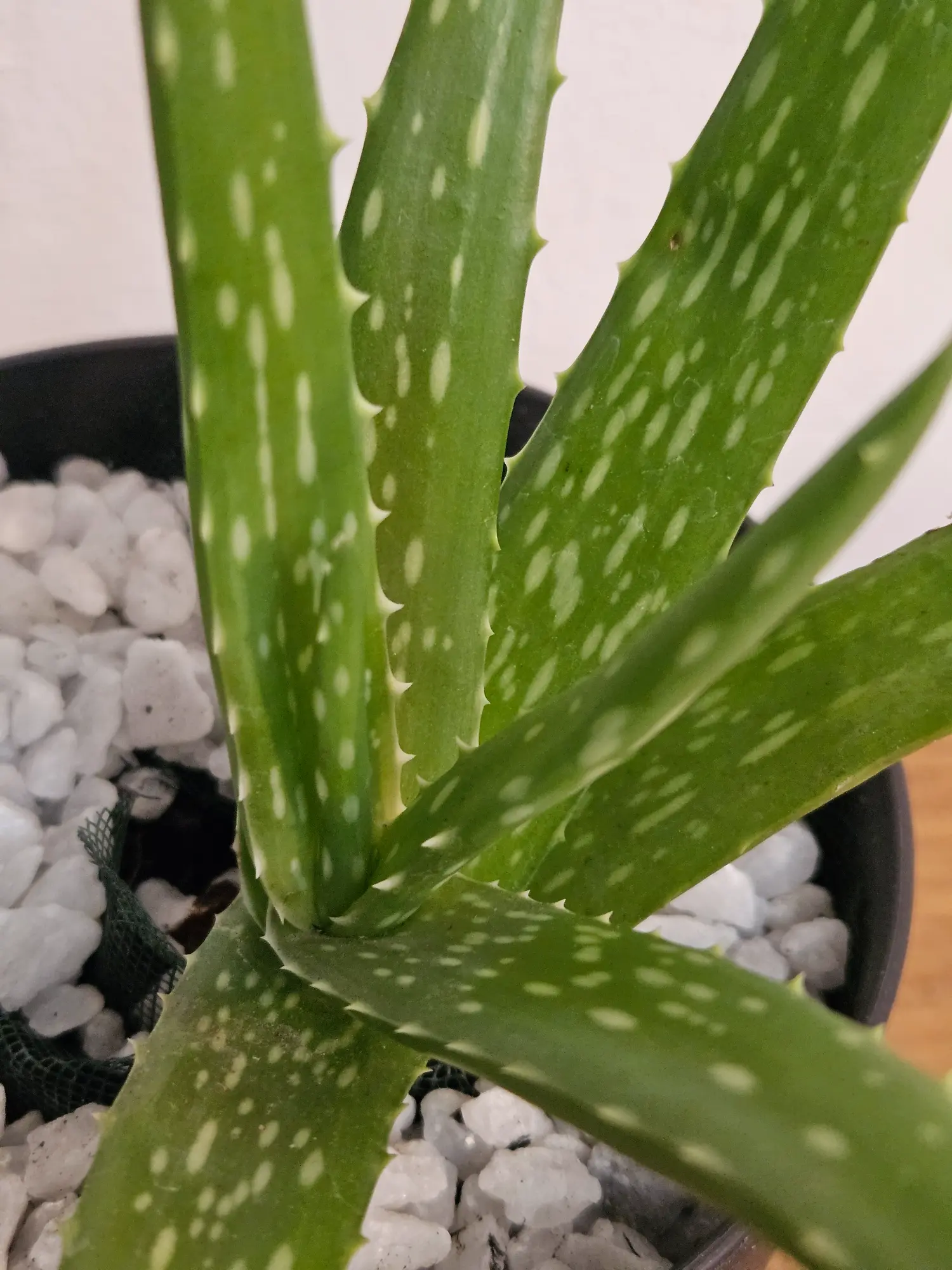 Aloe Vera - Imagen 3