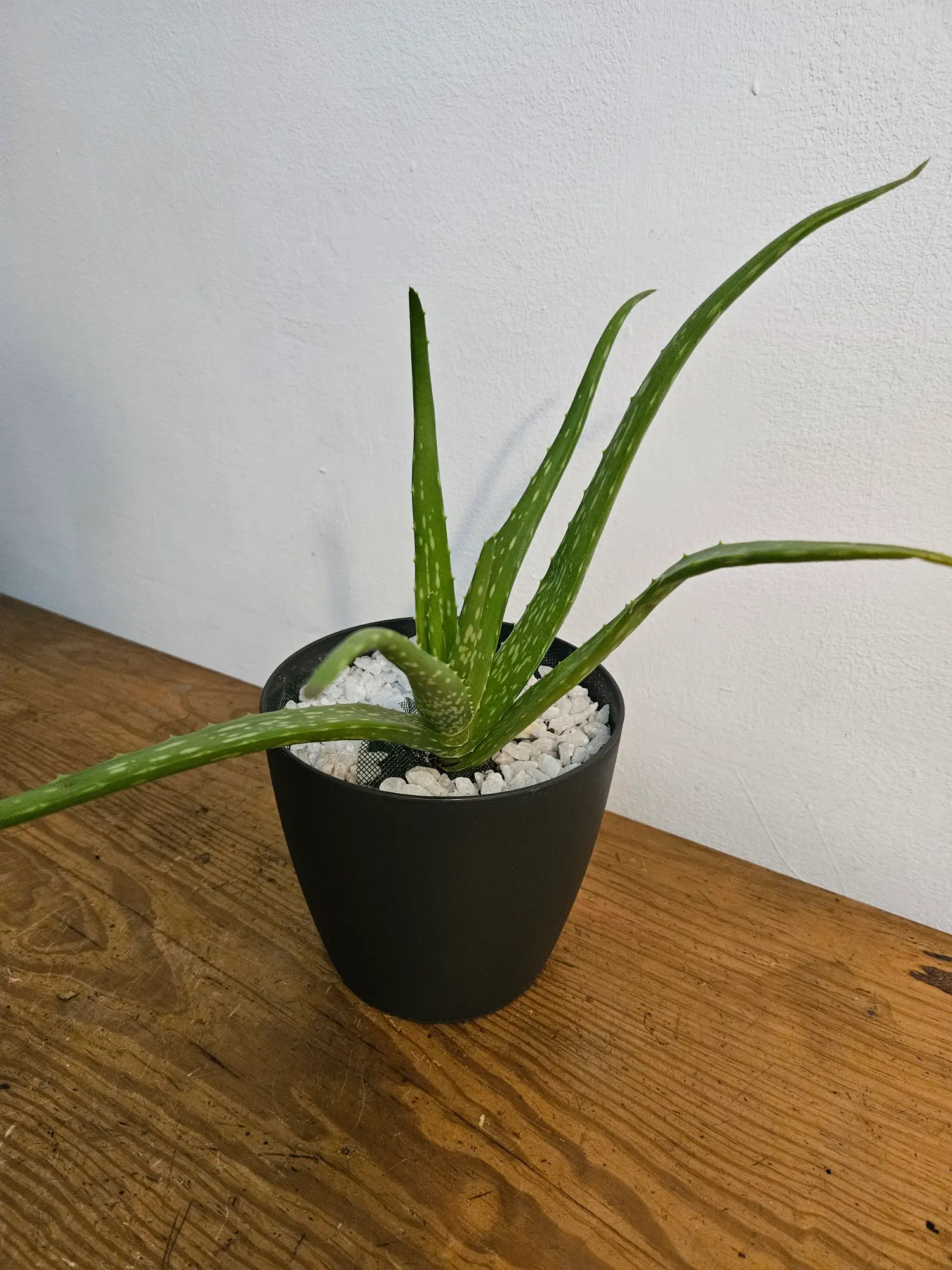 Aloe Vera - Imagen 4