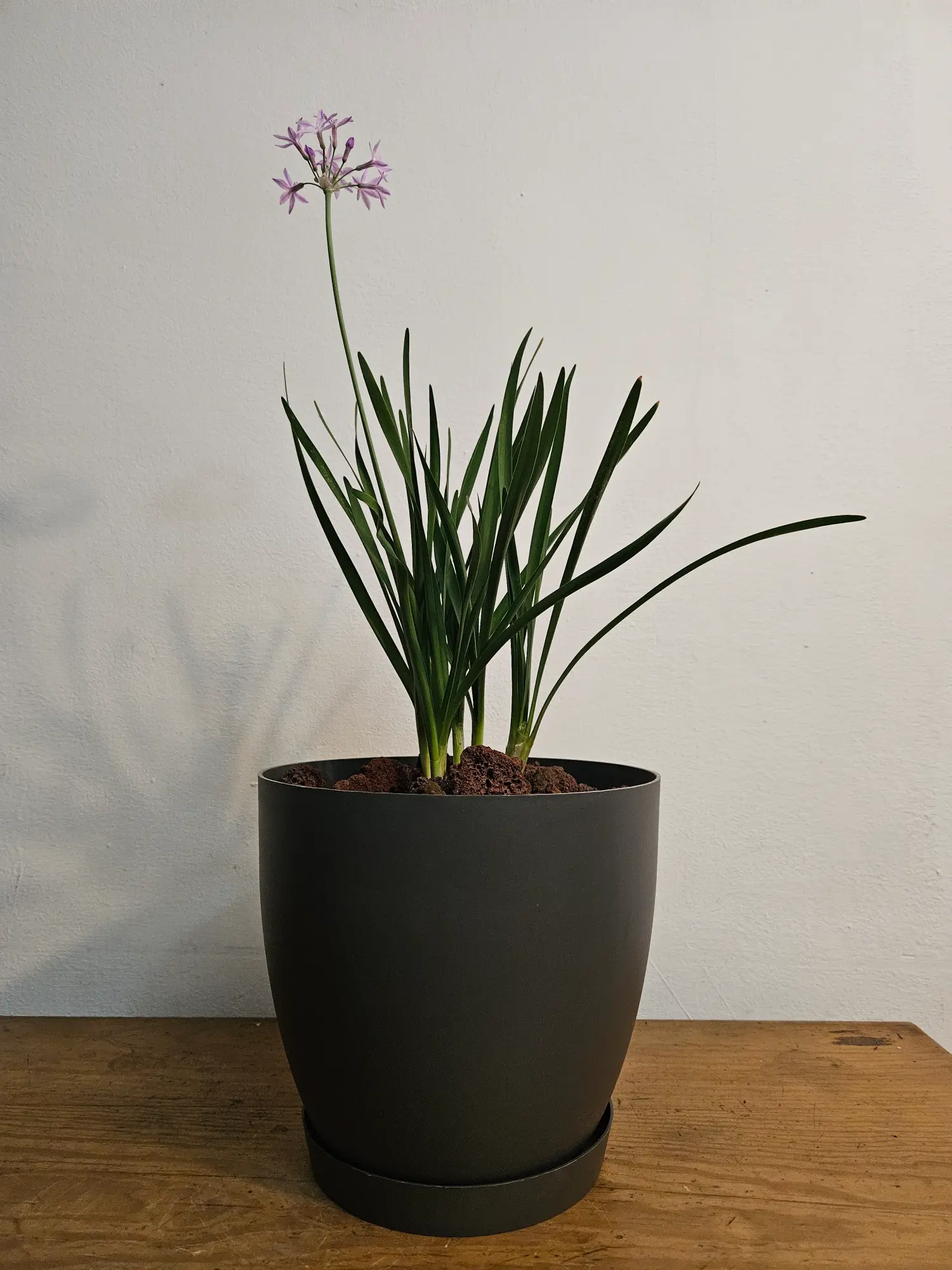 Tulbaghia violacea