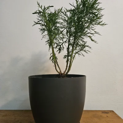 Margarita de Canarias