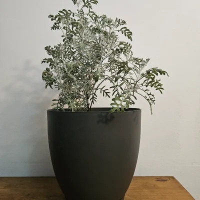 Cineraria gris