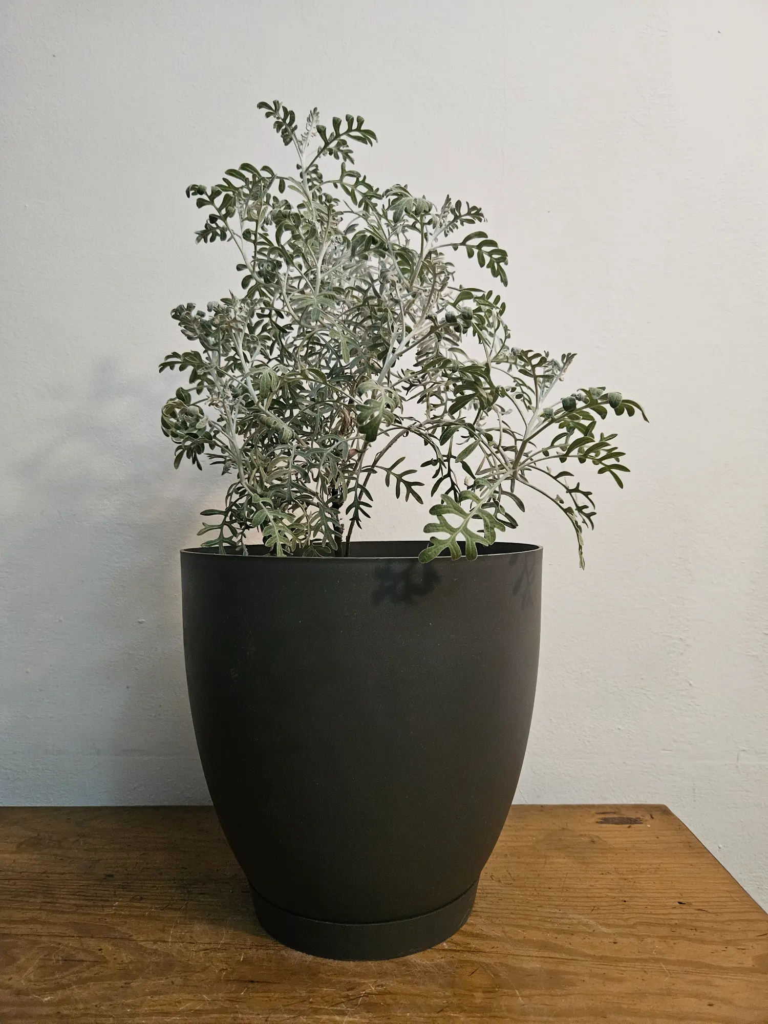Cineraria gris
