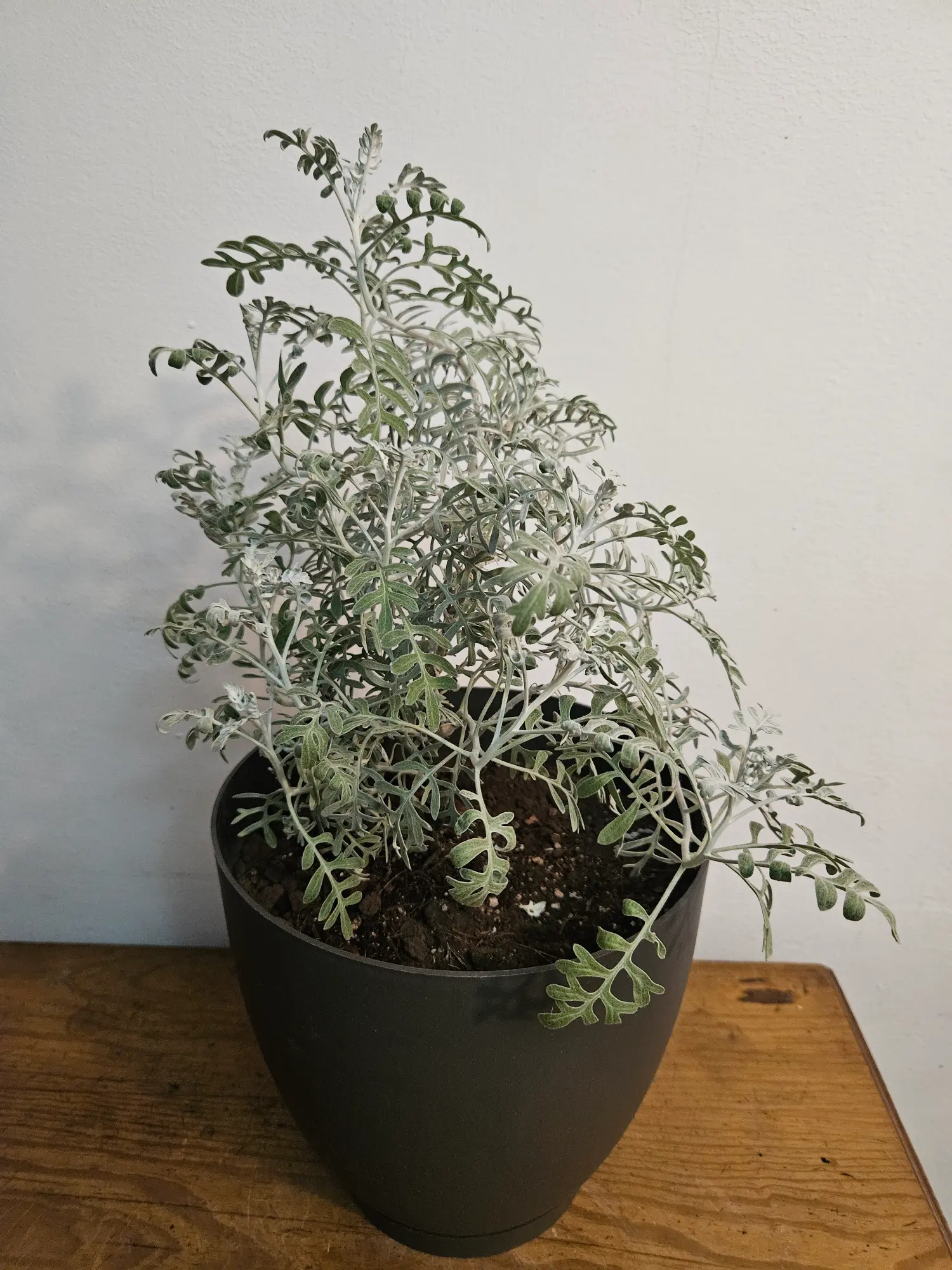 Cineraria gris - Imagen 2