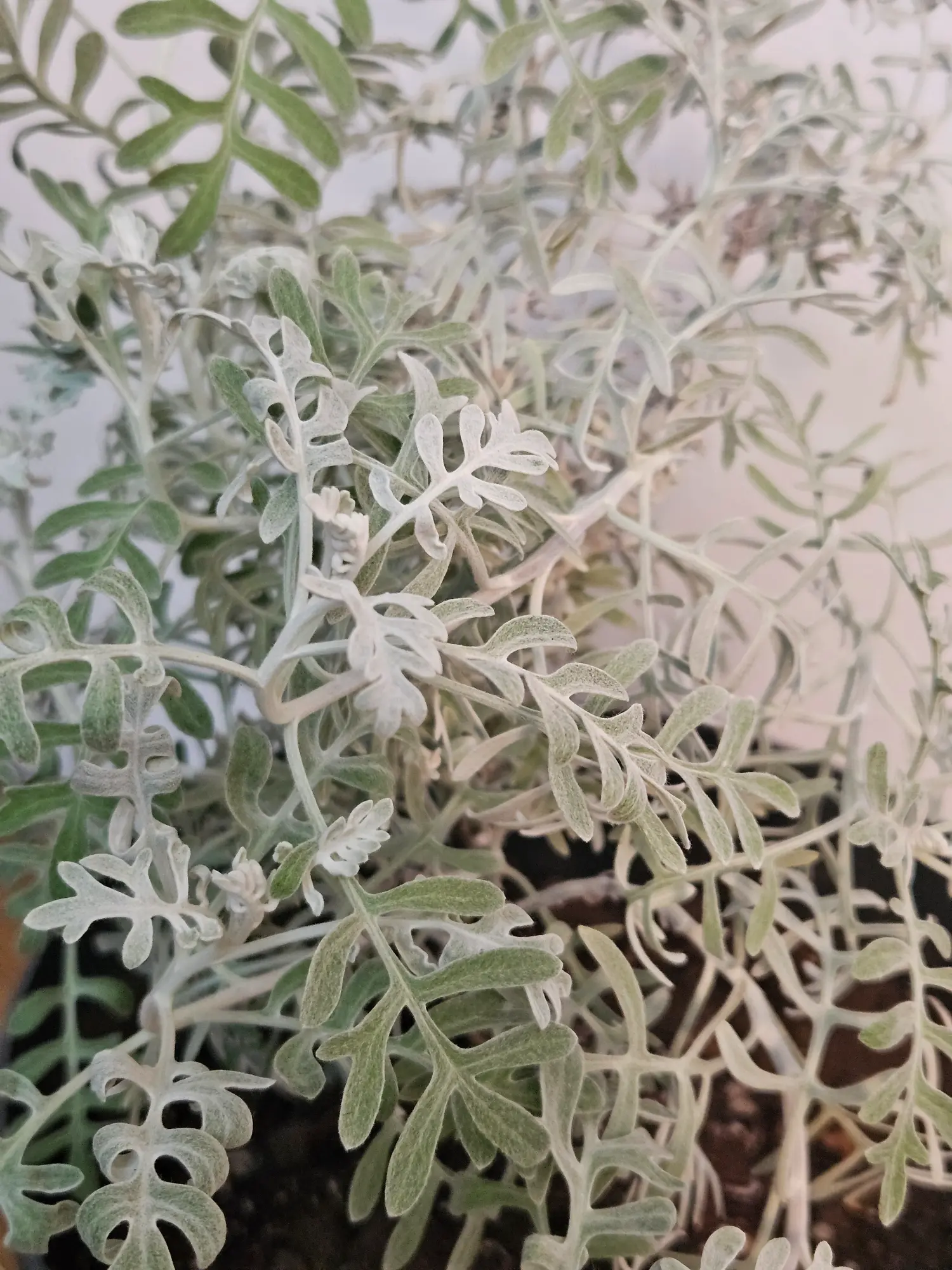 Cineraria gris - Imagen 3