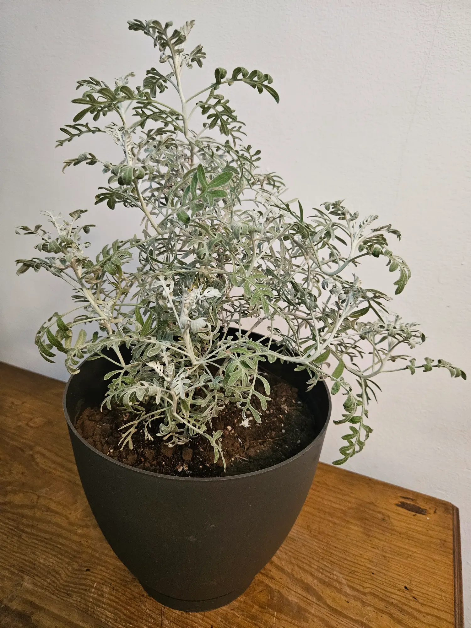 Cineraria gris - Imagen 4