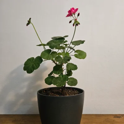 planta geranio