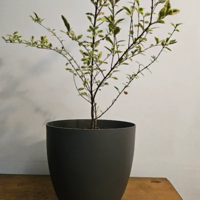 Ligustrina Variegada