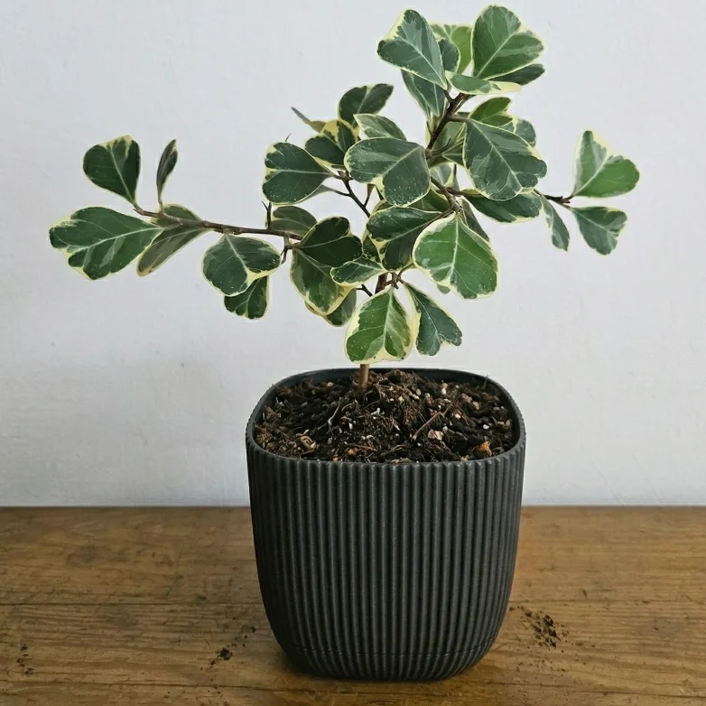 ficus-sweathearth